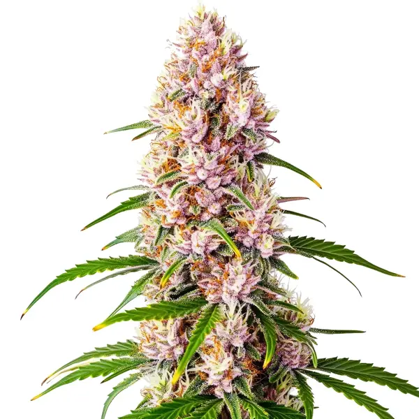 Pink Plant (Blimburn Seeds) – offizielles Produktbild