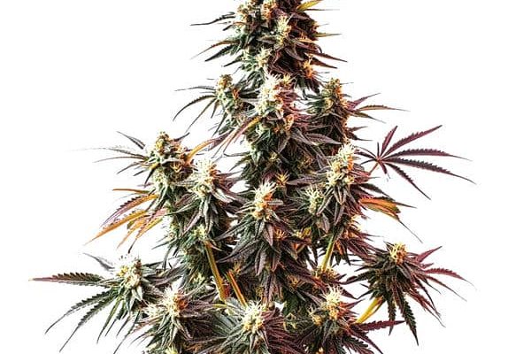 Pink Rozay Auto (Blimburn Seeds) – offizielles Produktbild