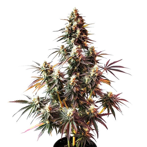 Pink Rozay Auto (Blimburn Seeds) – offizielles Produktbild