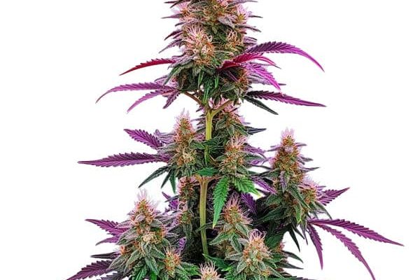 Pink Runtz (Blimburn Seeds) – offizielles Produktbild