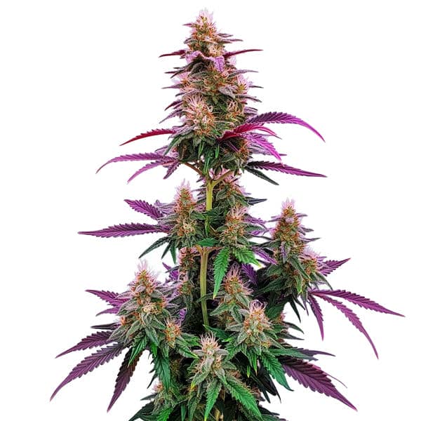 Pink Runtz (Blimburn Seeds) – offizielles Produktbild