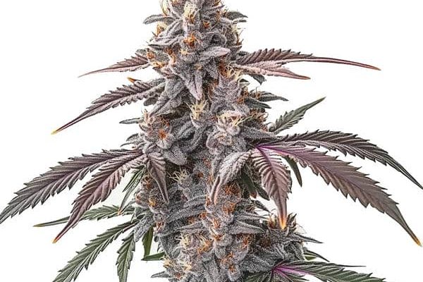 Pinkman Goo (Blimburn Seeds) – offizielles Produktbild