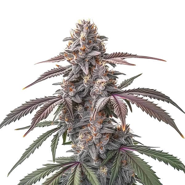 Pinkman Goo (Blimburn Seeds) – offizielles Produktbild