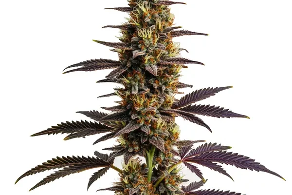 Platinum Cookies (Blimburn Seeds) – offizielles Produktbild