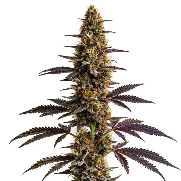 Platinum Cookies (Blimburn Seeds) – offizielles Produktbild