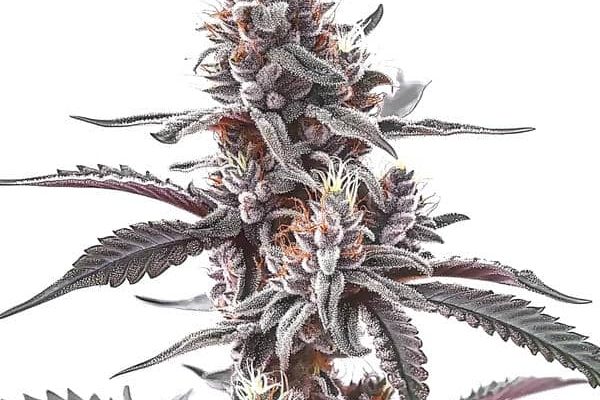 Plushberry Auto (Blimburn Seeds) – offizielles Produktbild