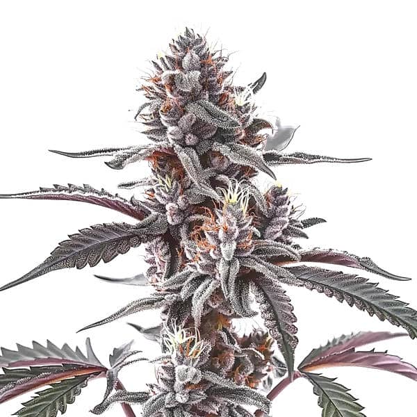 Plushberry Auto (Blimburn Seeds) – offizielles Produktbild