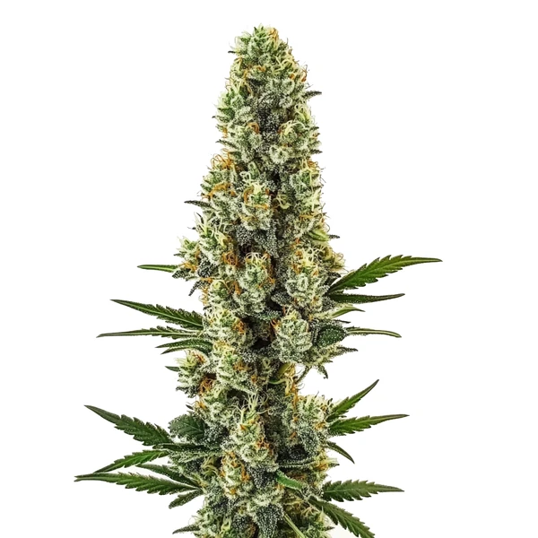 Powerplant Schnellversion (Blimburn Seeds) – offizielles Produktbild
