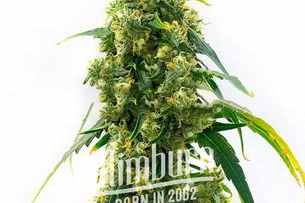 Power Plant (Blimburn Seeds) – offizielles Produktbild