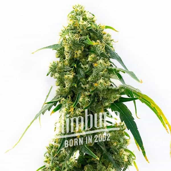 Power Plant (Blimburn Seeds) – offizielles Produktbild