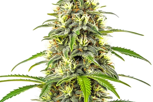 Pure Haze (Blimburn Seeds) – offizielles Produktbild