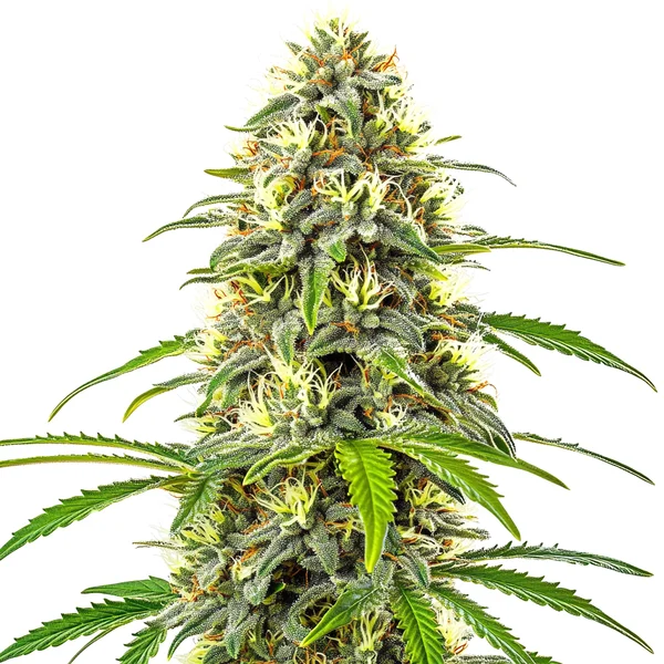 Pure Haze (Blimburn Seeds) – offizielles Produktbild