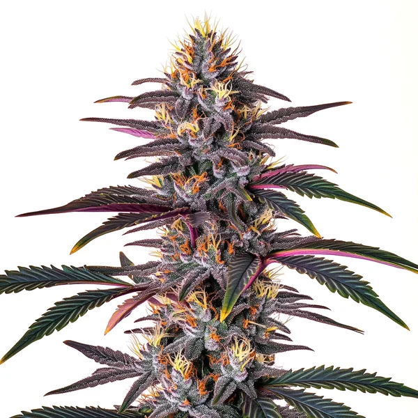 Pure Indica (Blimburn Seeds) – offizielles Produktbild
