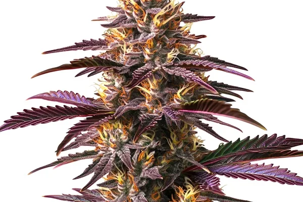 Purple Gelato (Blimburn Seeds) – offizielles Produktbild
