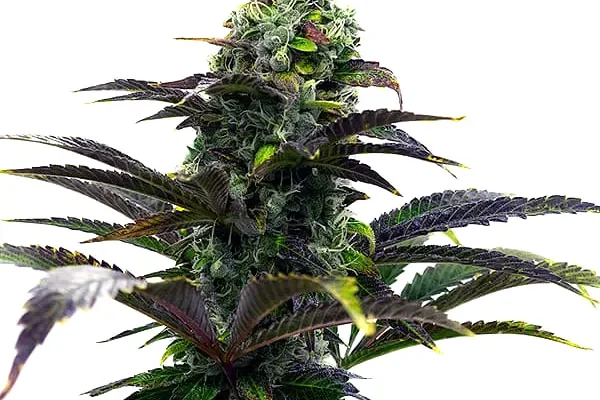 Purple Gelato Auto (Blimburn Seeds) – offizielles Produktbild