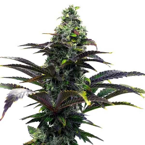 Purple Gelato Auto (Blimburn Seeds) – offizielles Produktbild