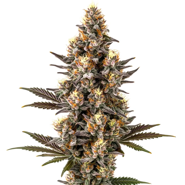 Purple Gelato Lemon Bean (Blimburn Seeds) – offizielles Produktbild