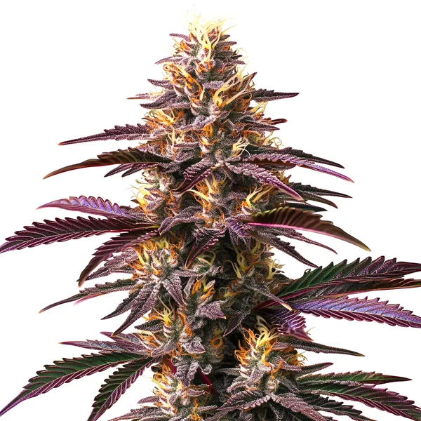 Purple Gelato (Blimburn Seeds) – offizielles Produktbild