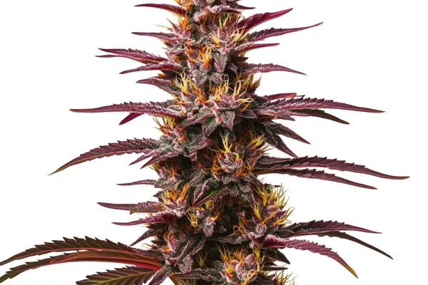 Purple Kush Auto (Blimburn Seeds) – offizielles Produktbild