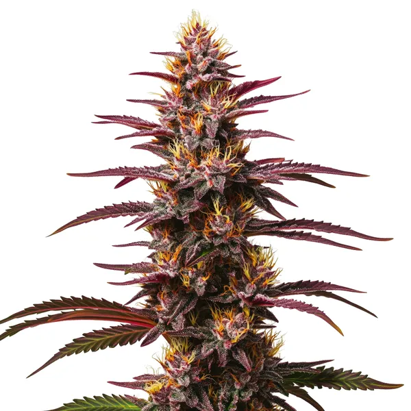 Purple Kush Auto (Blimburn Seeds) – offizielles Produktbild