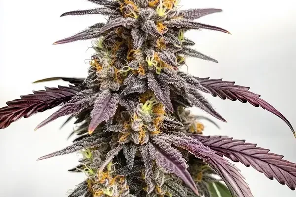 Purple Lemon (Blimburn Seeds) – offizielles Produktbild