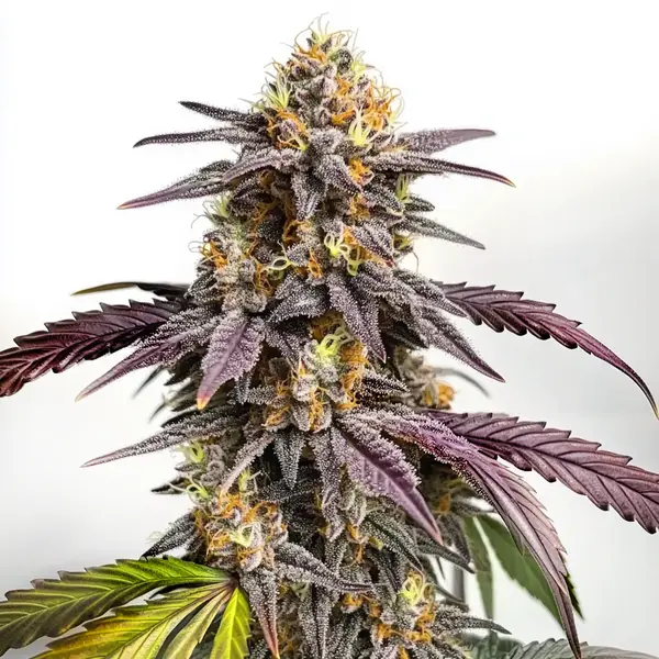 Purple Lemon (Blimburn Seeds) – offizielles Produktbild