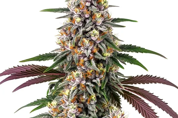 Purple Punch (Blimburn Seeds) – offizielles Produktbild