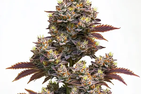 Purple Punch Auto (Blimburn Seeds) – offizielles Produktbild