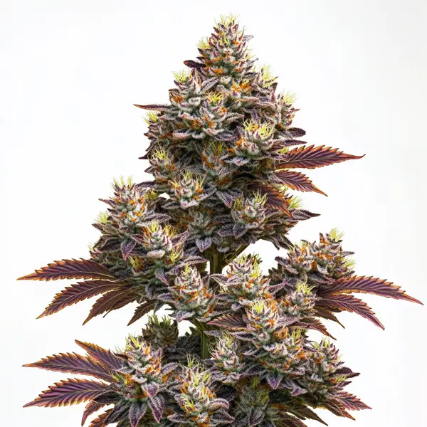 Purple Punch Auto (Blimburn Seeds) – offizielles Produktbild