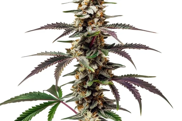 Purple Punch F1 (Blimburn Seeds) – offizielles Produktbild