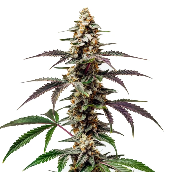Purple Punch F1 (Blimburn Seeds) – offizielles Produktbild