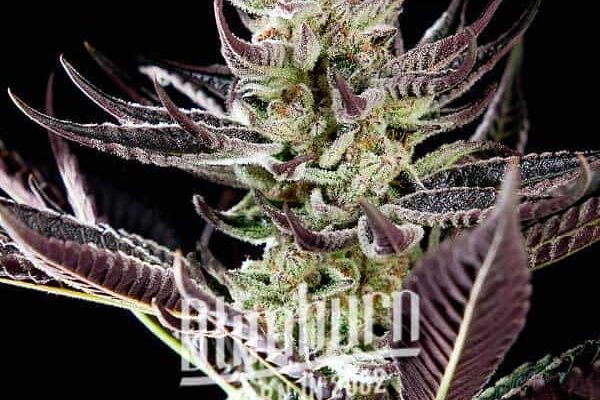 Purple Punch x Do-Si-Dos (Blimburn Seeds) – offizielles Produktbild