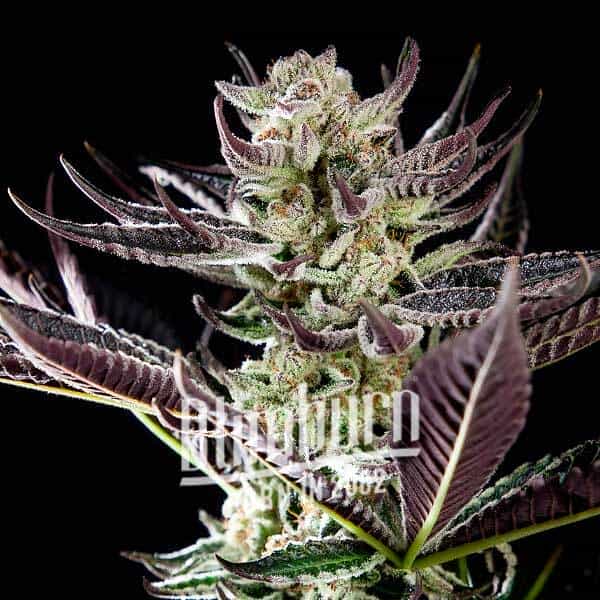 Purple Punch x Do-Si-Dos (Blimburn Seeds) – offizielles Produktbild