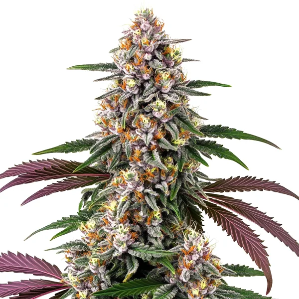 Purple Punch (Blimburn Seeds) – offizielles Produktbild