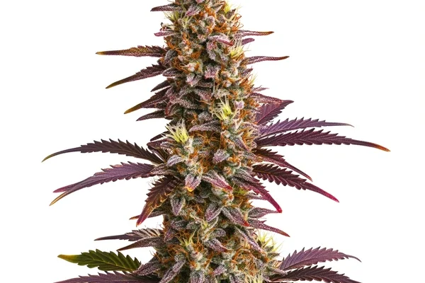 Sunset Purple Auto (Blimburn Seeds) – offizielles Produktbild