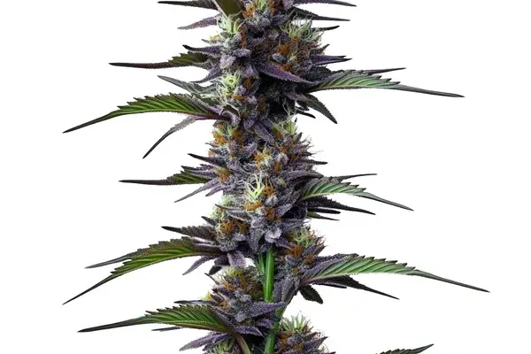 Purple Thai (Blimburn Seeds) – offizielles Produktbild