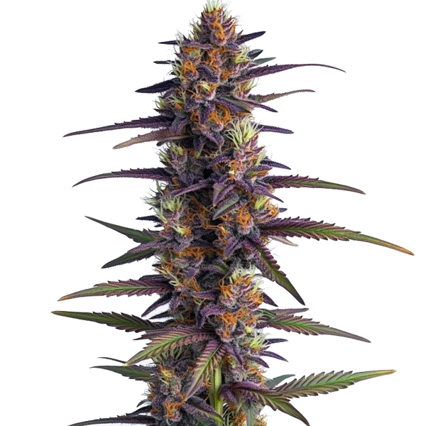 Purple Thai Regulär (Blimburn Seeds) – offizielles Produktbild