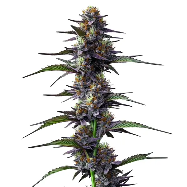 Purple Thai (Blimburn Seeds) – offizielles Produktbild