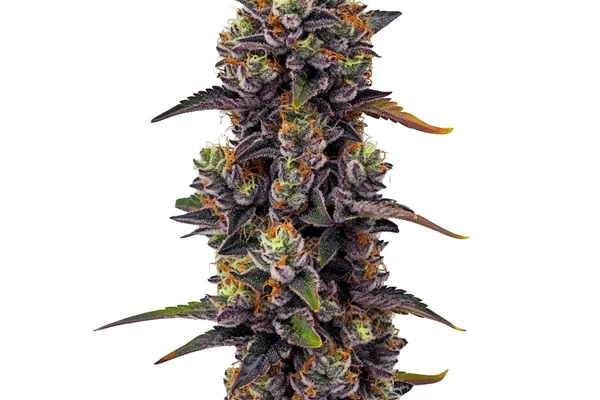 Purple Urkle (Blimburn Seeds) – offizielles Produktbild
