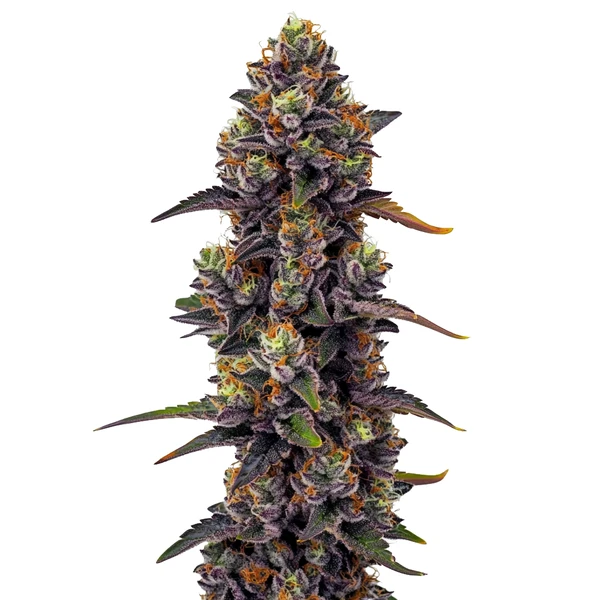 Purple Urkle (Blimburn Seeds) – offizielles Produktbild