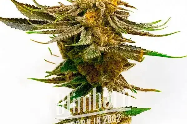 Purple Kush x Mazar (Blimburn Seeds) – offizielles Produktbild