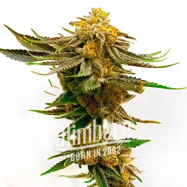 Purple Kush x Mazar (Blimburn Seeds) – offizielles Produktbild