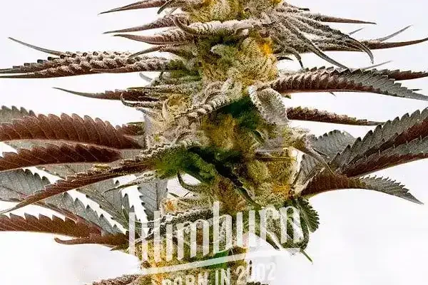 Purple Kush x White Russian (Blimburn Seeds) – offizielles Produktbild