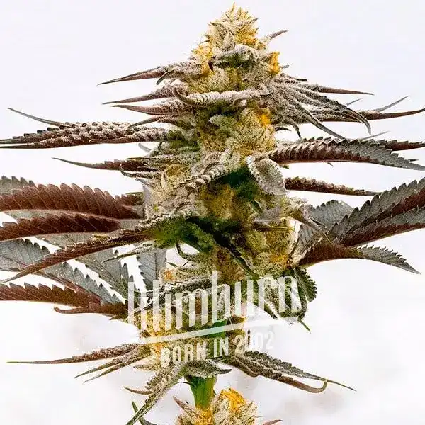 Purple Kush x White Russian (Blimburn Seeds) – offizielles Produktbild