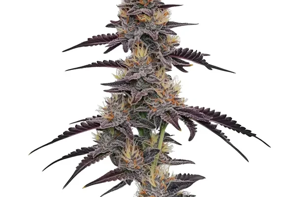 Purple Pineapple (Blimburn Seeds) – offizielles Produktbild