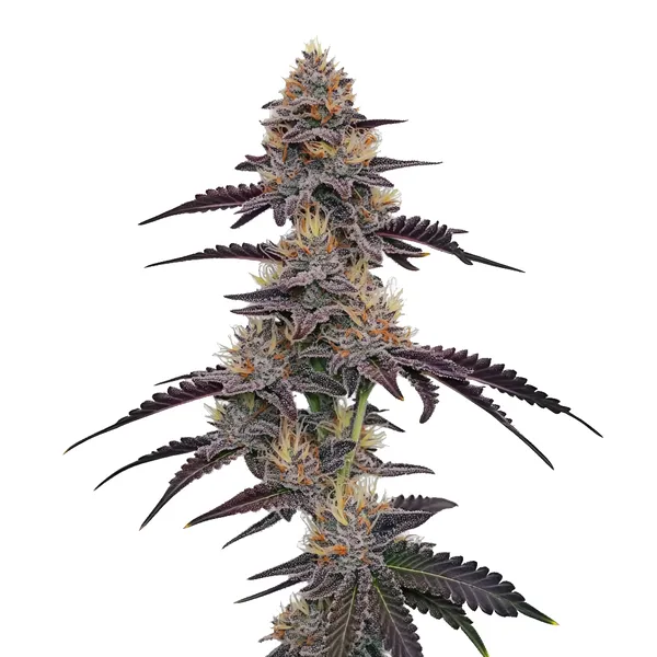Purple Pineapple (Blimburn Seeds) – offizielles Produktbild