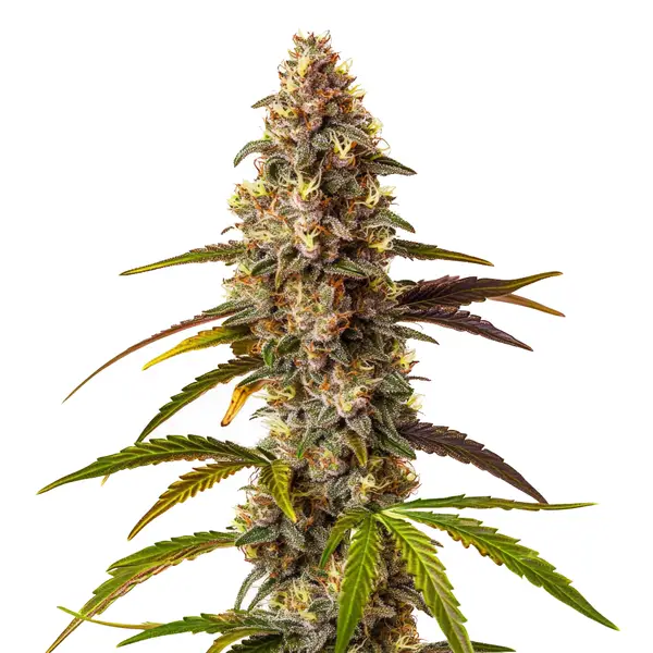 Quarter Pounder Auto (Blimburn Seeds) – offizielles Produktbild