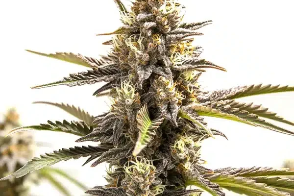 RS11 x Apple Fritter (Blimburn Seeds) – offizielles Produktbild