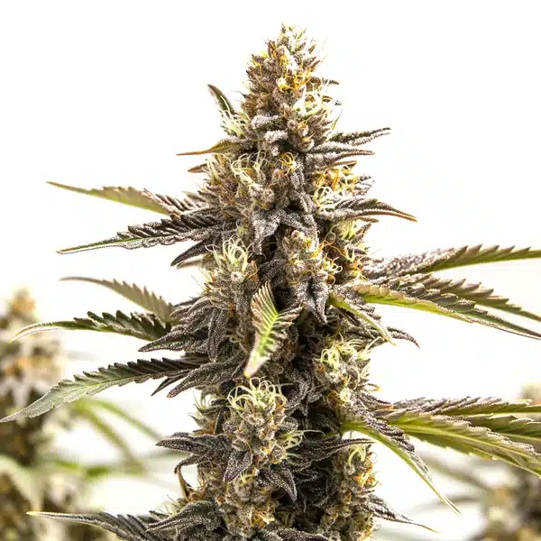 RS11 x Apple Fritter (Blimburn Seeds) – offizielles Produktbild