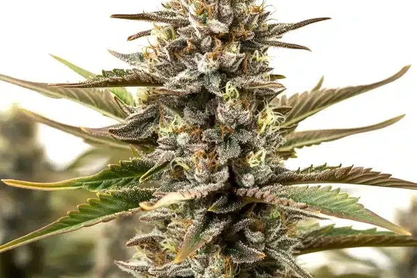 RS11 x Cereal Milk (Blimburn Seeds) – offizielles Produktbild